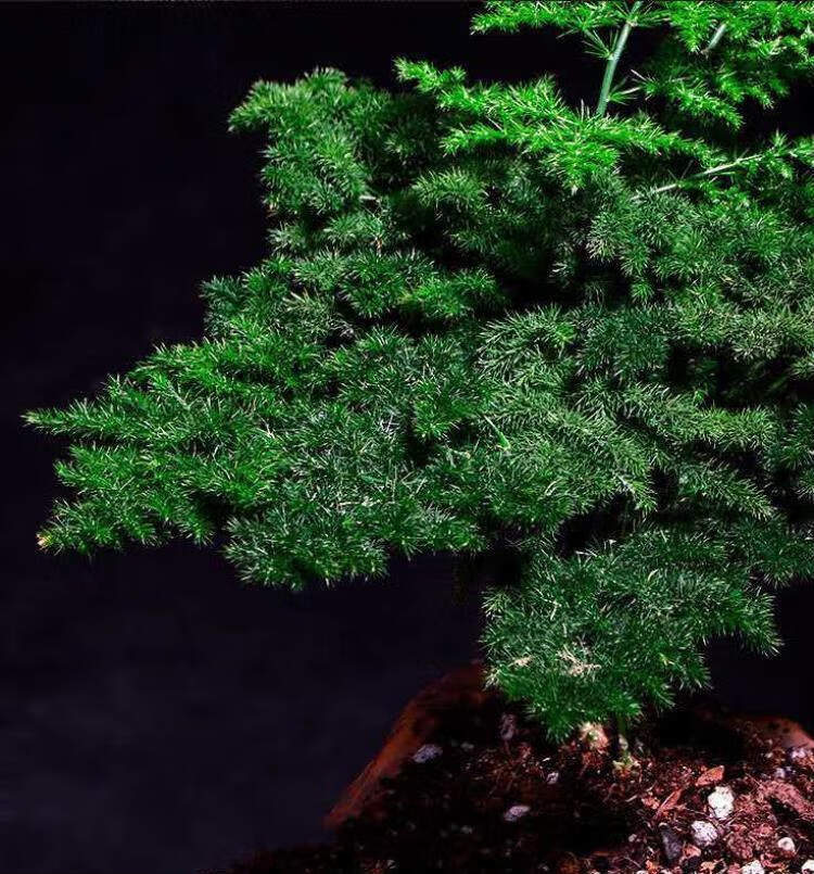 包邮唐山矮生云竹文竹云松竹假山盆景办公室内桌面小盆栽好养绿植z6