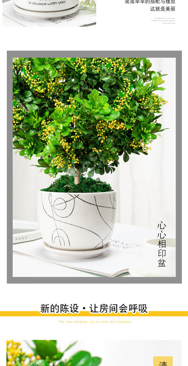 10047828681269商品名称:香水米兰花盆栽四季开花常绿花卉防蚊虫植物