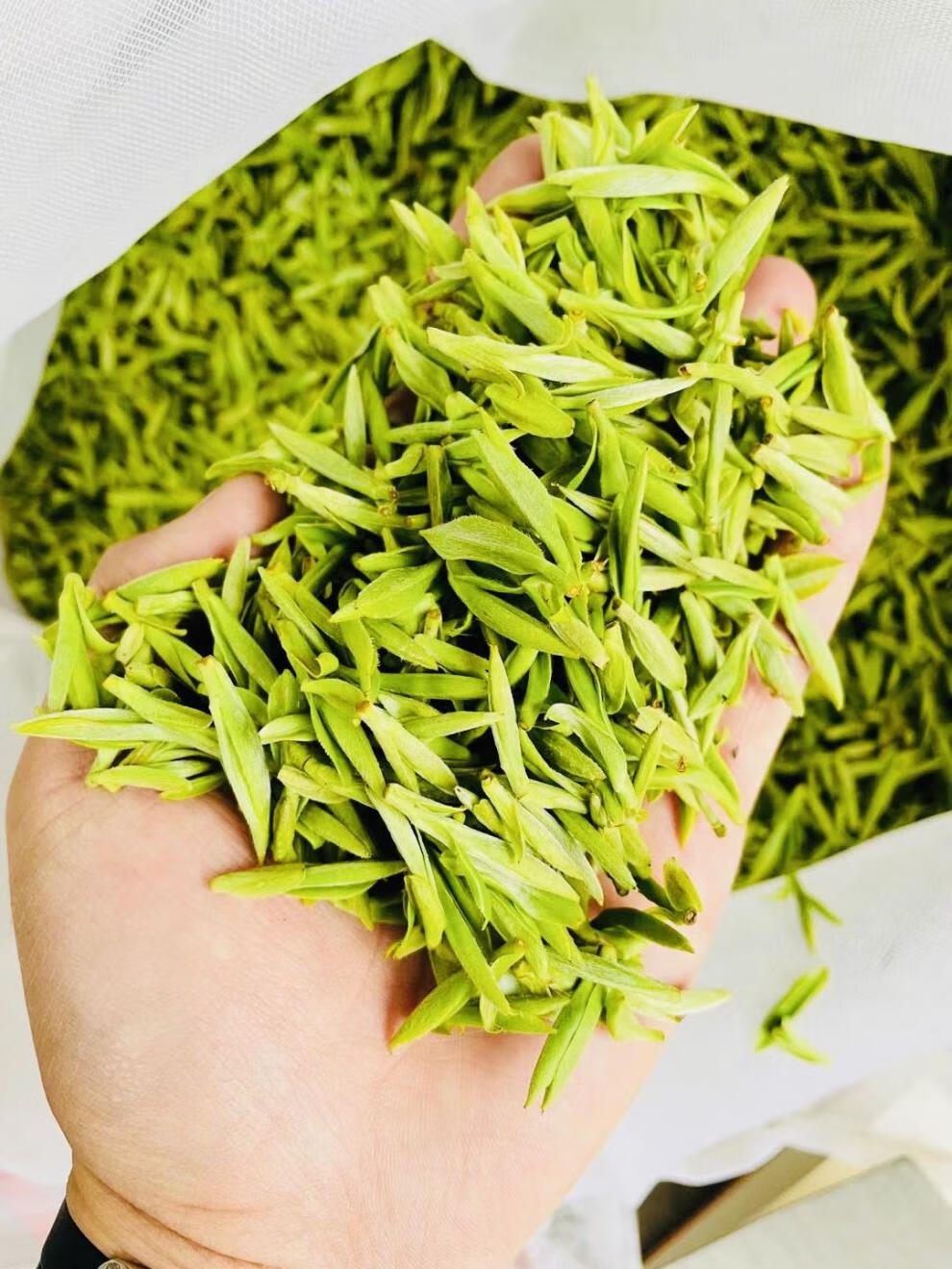 列夫 莫干.黄芽 【黄茶霍山.