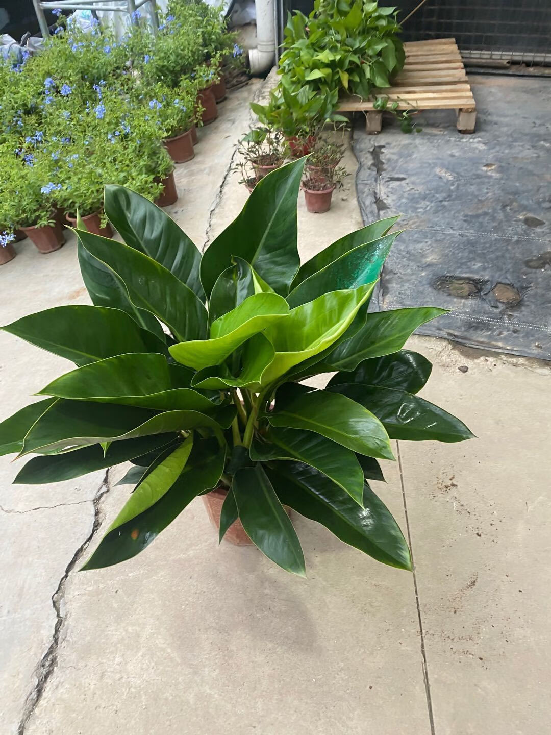 绿钻盆栽金钻蔓绿绒盆景办公室家居室内常绿植物清新空气绿植花卉高