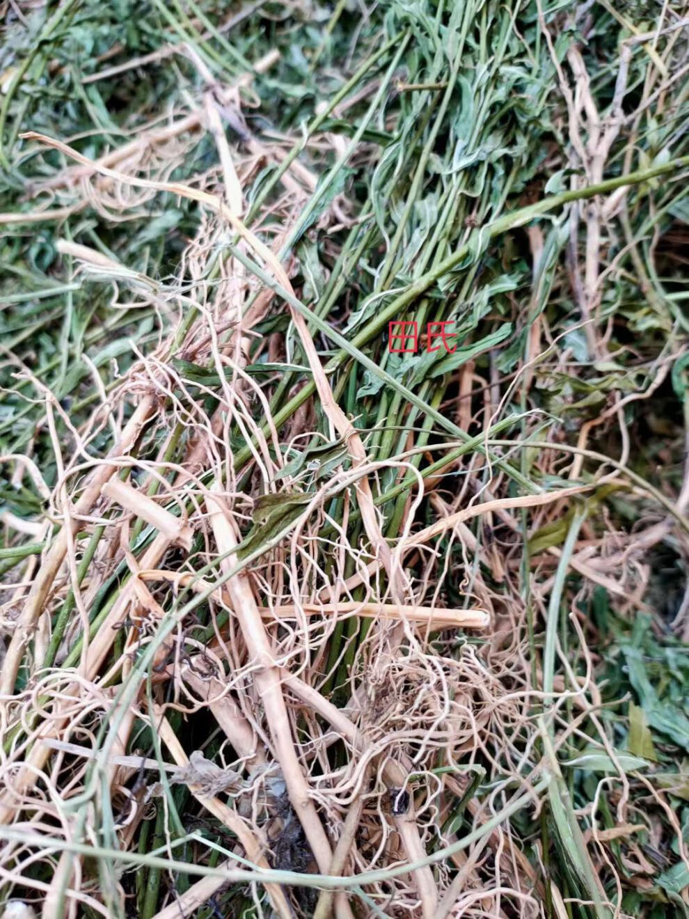 果果老爹 中草药材水杨柳 扯根菜 赶黄草 水泽兰 细杨柳 水柳仔500克