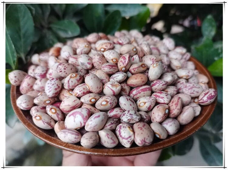 贵州今年新货雀蛋豆子农家自产花豆类云南金豆四季豆花生豆酸菜豆