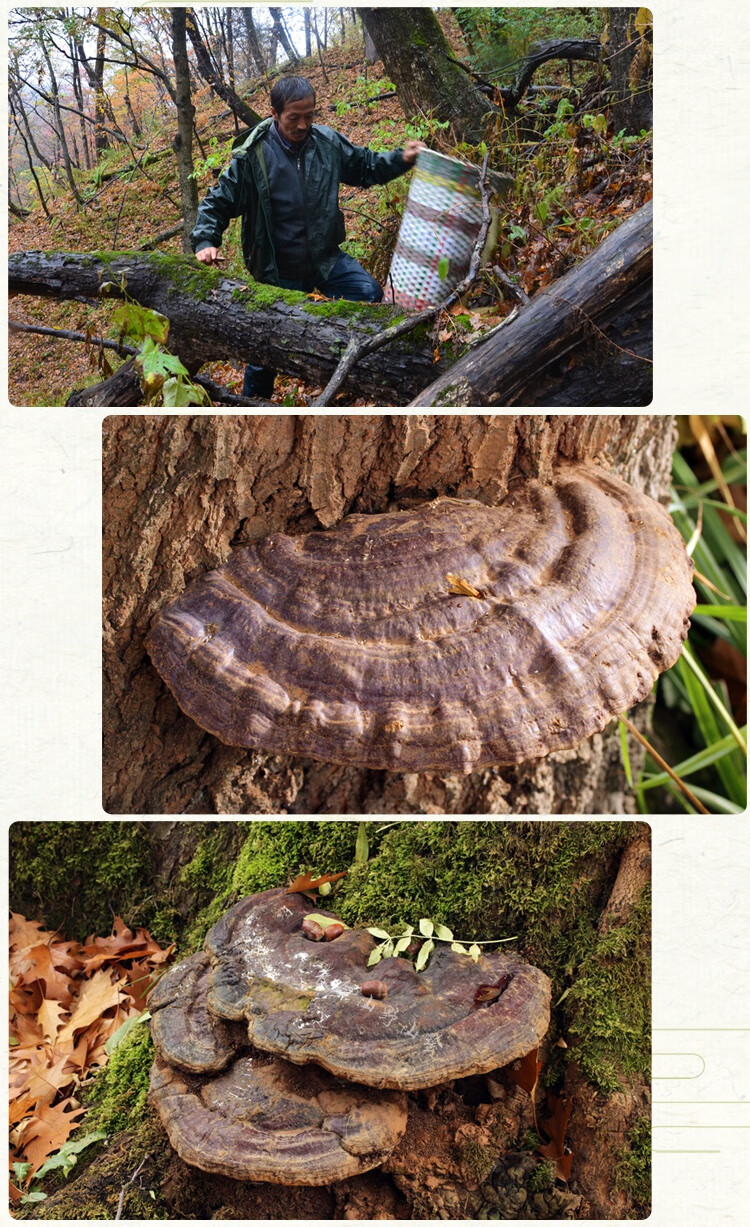 生无柄赤芝克天然无柄赤灵芝干品灵芝整支可切【图片 价格 品牌 报价