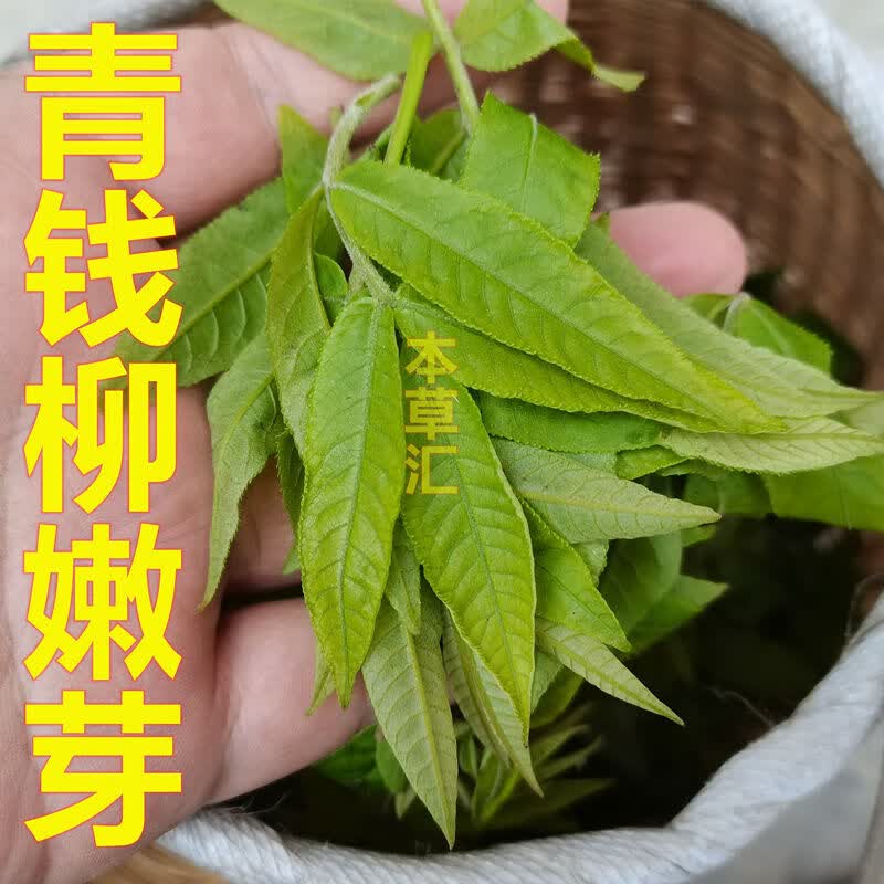 北京同仁堂原料青钱柳嫩芽张家界青钱柳茶芽尖茶清金钱柳嫩叶非原叶
