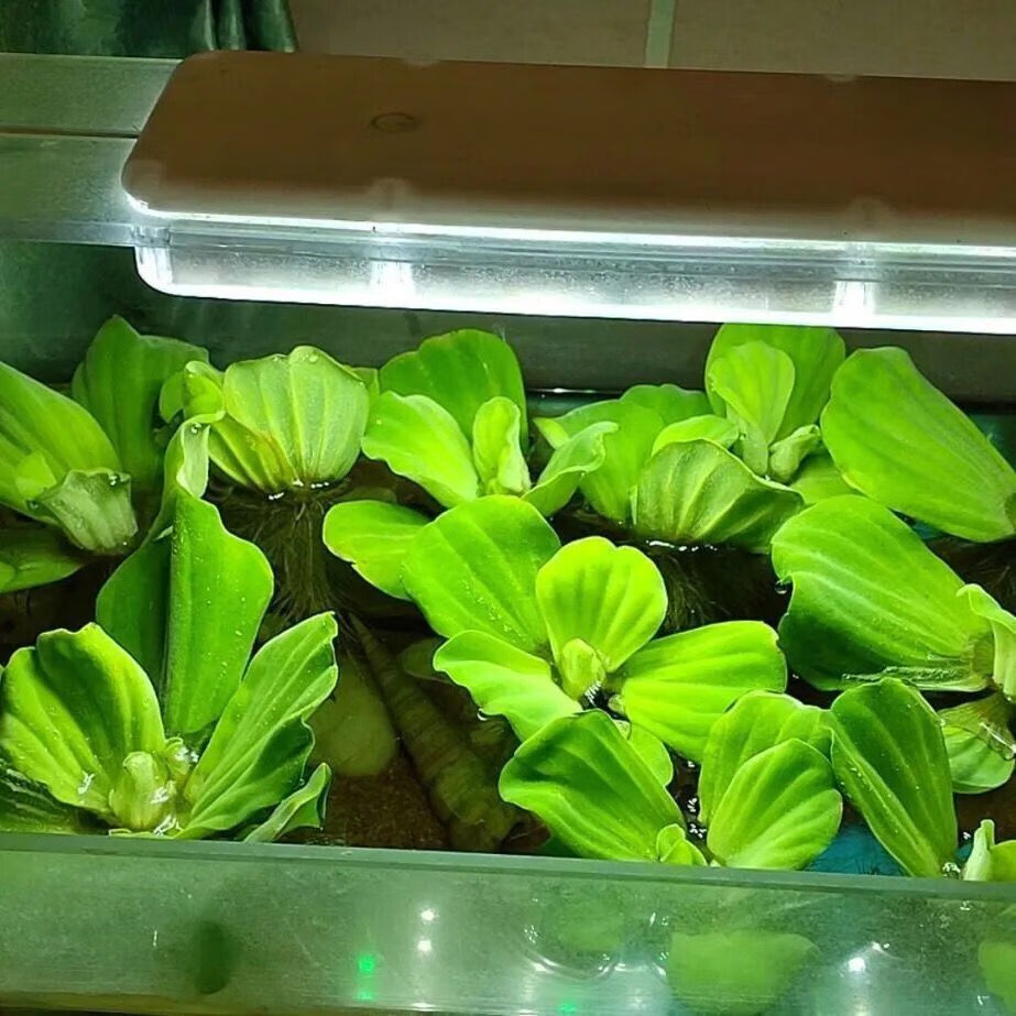 水培植物水草活体水生鱼缸池塘造景阳台净化水质养殖 水芙蓉2棵(送1棵
