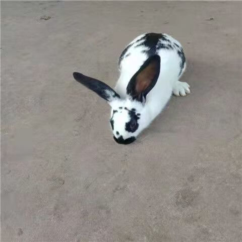 成年种兔孕兔子活体新西兰比利时花巨兔八点黑大型肉兔健康可繁殖 新