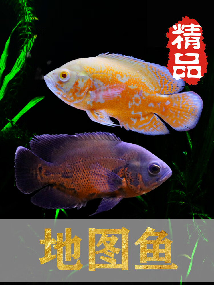 地图鱼 血麒麟 野图招财风水鱼中大型热带淡水观赏鱼活体 黑地图17-18