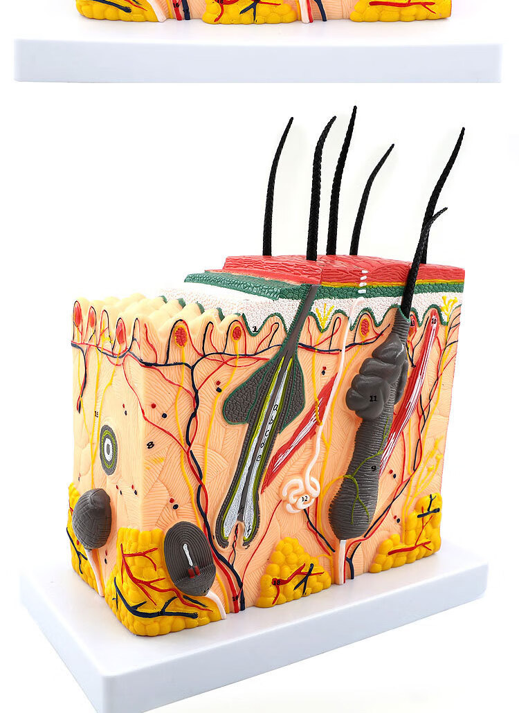 50倍人体皮肤组织结构放大解剖模型医学美容整形立体皮肤模型70倍放大