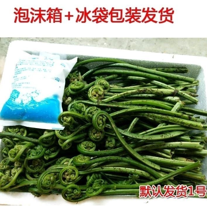 新鮮水蕨菜湖南新鮮水蕨菜拳頭菜蕨菜如意菜野菜貓抓菜龍頭菜新鮮野生