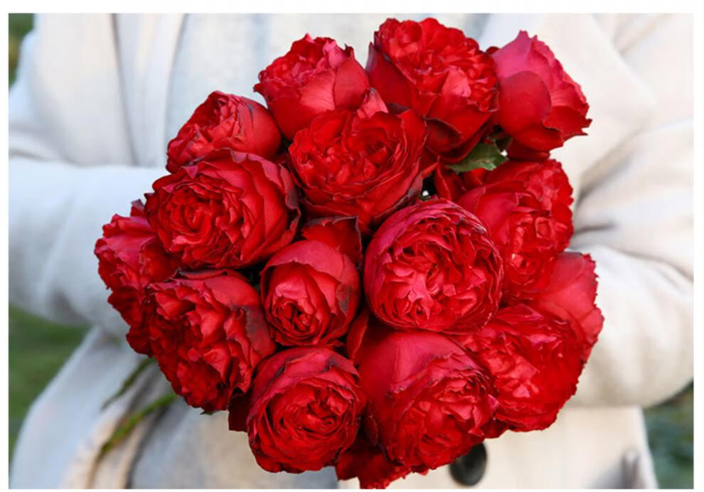 月季花卉盆栽花苗特大花灌木庭院四季开花绿植果汁阳台玫瑰花z1 红色