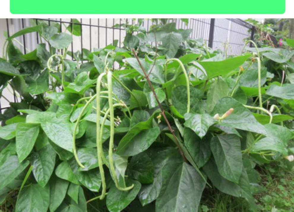 美国无架豆种子高产早熟春季秋季四季蔬菜种子地豆角种孑豇豆种籽美国