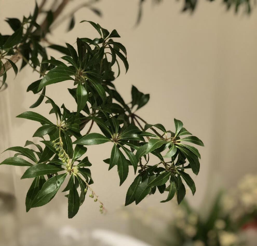 梦动元井马醉木鲜切枝懒人水养易活居家室内客厅装饰绿植精品11米