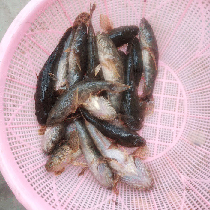 lism正宗沙塘鱧呆子魚筍殼魚小河生態塘鱧魚土步魚虎頭魚鮮活現殺呆子