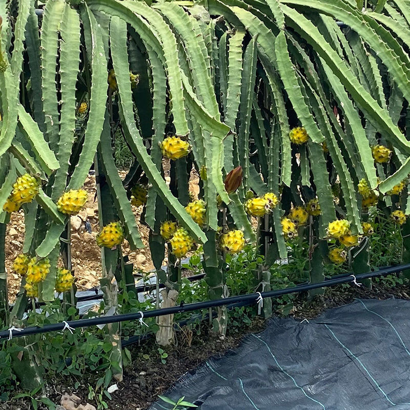 【精选果蔬】海南燕窝果新鲜麒麟果水果4斤三亚当季热带特产孕妇甜多