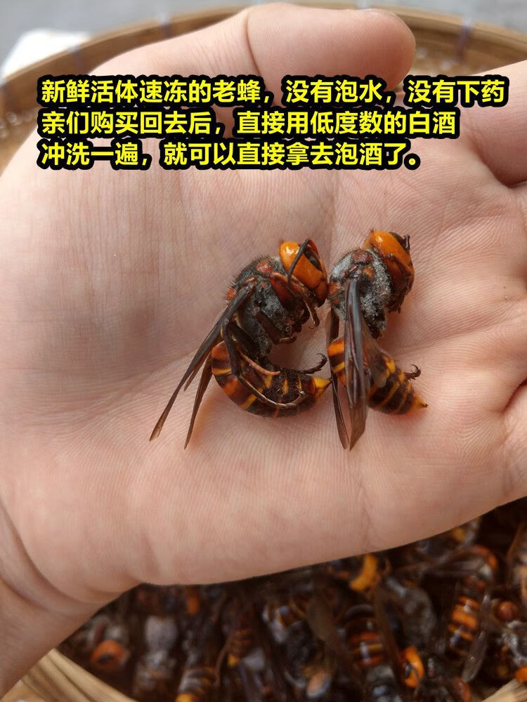 金环胡蜂的药用价值图片