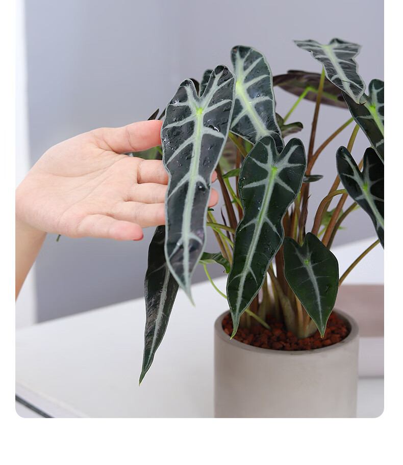 黑叶芋小仙女观音莲绿植盆栽室内客厅办公室耐阴好养阔叶竹芋植物 小