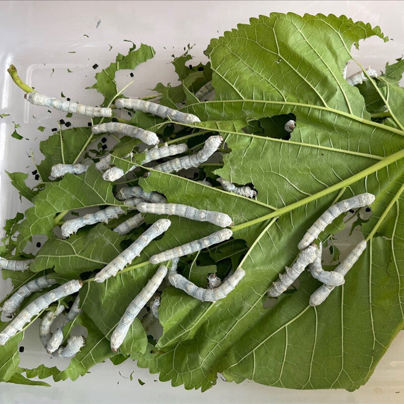 活蚕三四龄蚕宝宝大蚕中号蚕好养白蚕春蚕新鲜大桑叶学生养蚕套装一龄