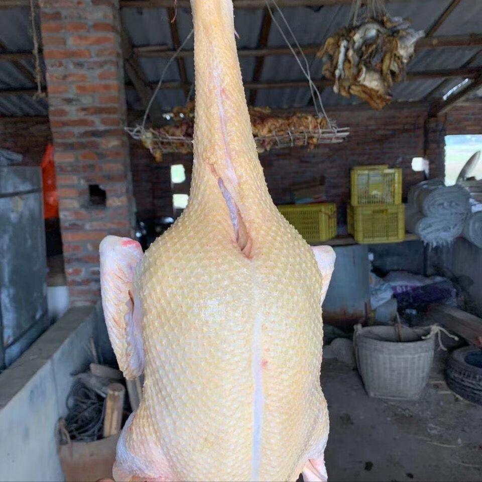 活体现杀大番鸭红脸鸭年货批发 母鸭 活体重4-5斤(默认发5-6斤)【图片