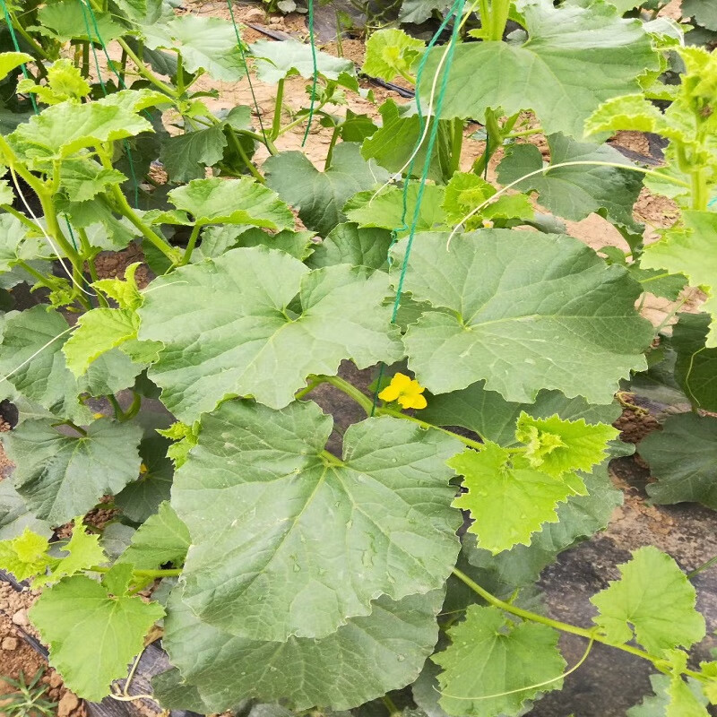 大棚蔬菜黄瓜西红柿辣椒吊绳吊线尼龙吊蔓绳吊秧绳爬藤网拉绳熟料