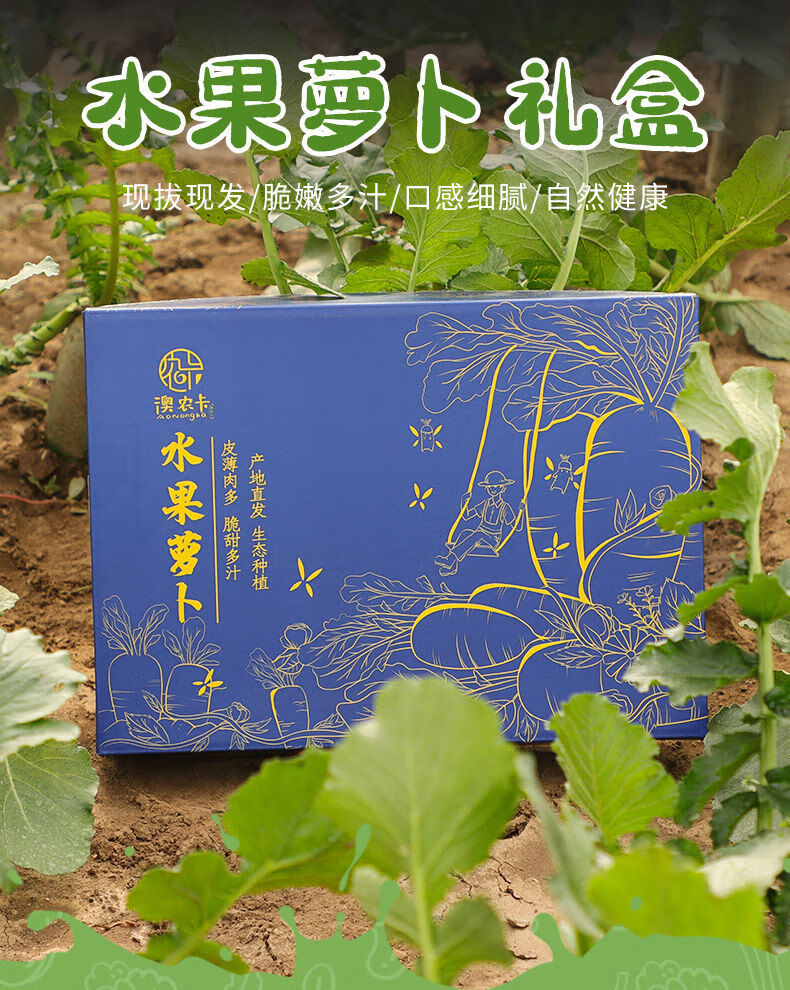 水果萝卜甜脆型沙窝潍坊新鲜正宗生吃青皮绿萝卜礼盒9斤水果萝卜普通