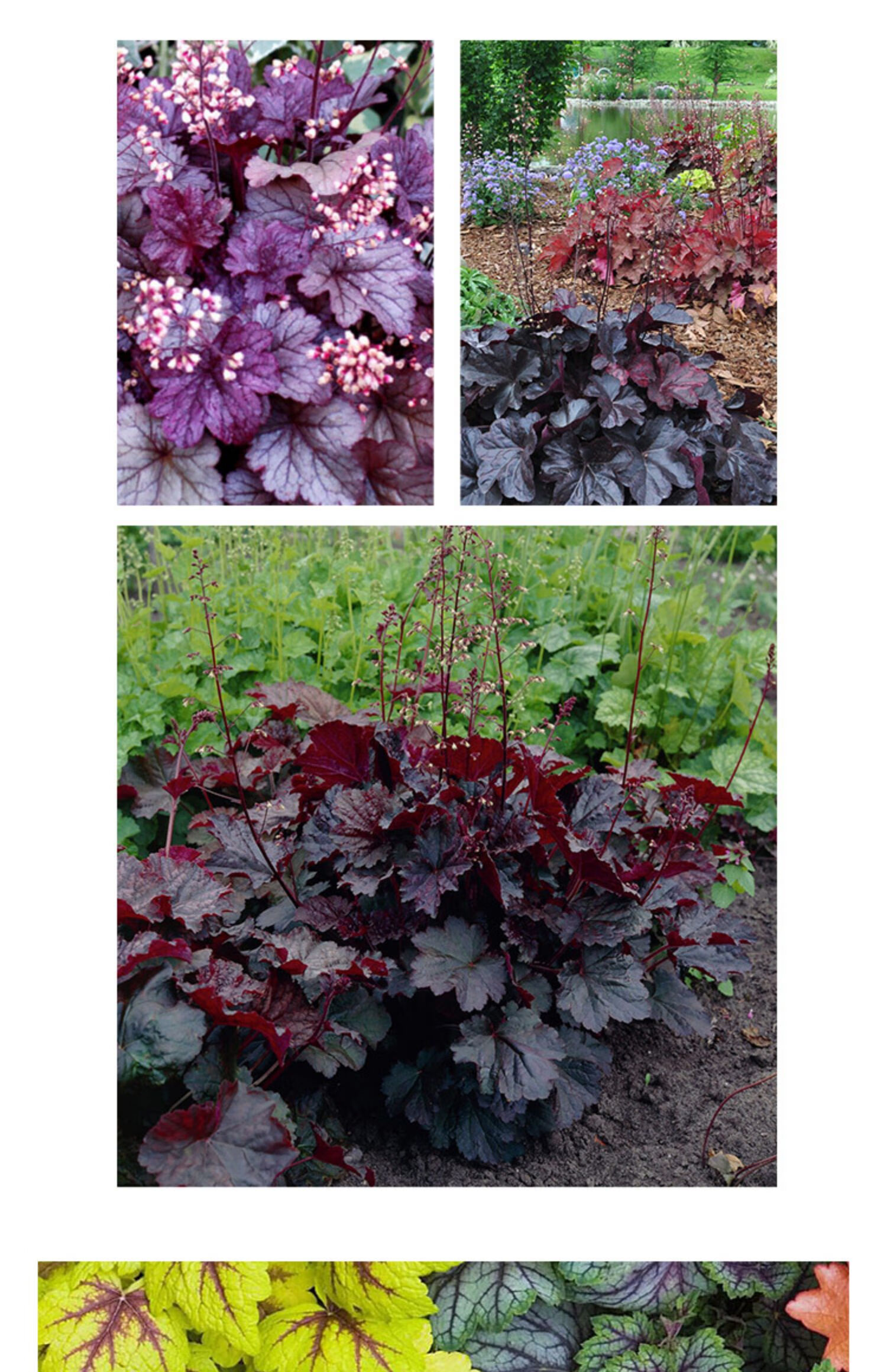 矾根 室内阳台新手易养护观赏耐寒易活观叶绿植盆栽苗 永恒紫 带盆栽