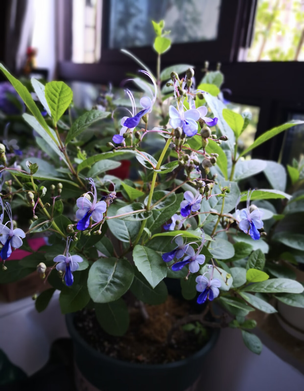 蓝蝴蝶花苗盆栽阳台花卉植物蝴蝶兰四季开花蓝色奇特花朵易养 当年