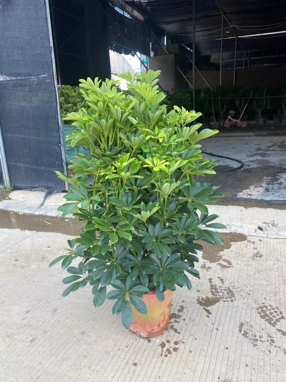 鸭脚木大盆栽鹅掌柴办公室客厅室内外绿植除甲醛清新空气植物花卉 高