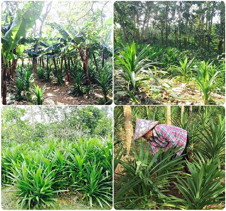 海南香兰叶苗斑斓叶盆栽千层糕食材班兰叶植物小吃斑兰绿植吊兰yz 中