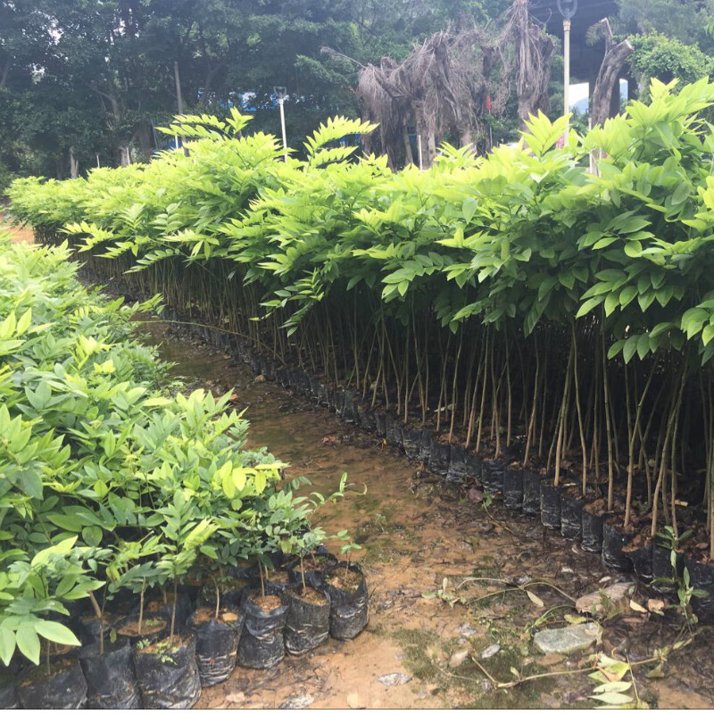 海南黃花梨樹苗正宗海南樹苗珍稀名貴木材樹苗降香黃檀苗庭院盆栽綠化