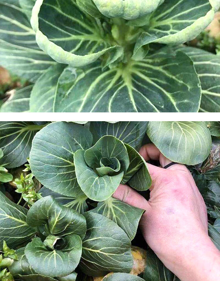 鲜美惊 苏北农家霜冻上海青大青菜心菜苔新鲜苏州青太湖黑油菜菜芯花