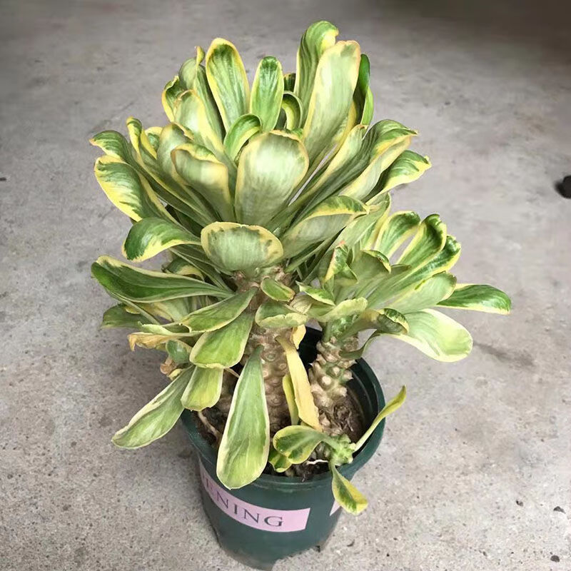 多头扇贝麒麟植物大戟科仙人柱贝信麒麟锦室内沙漠植物景观花卉扇贝