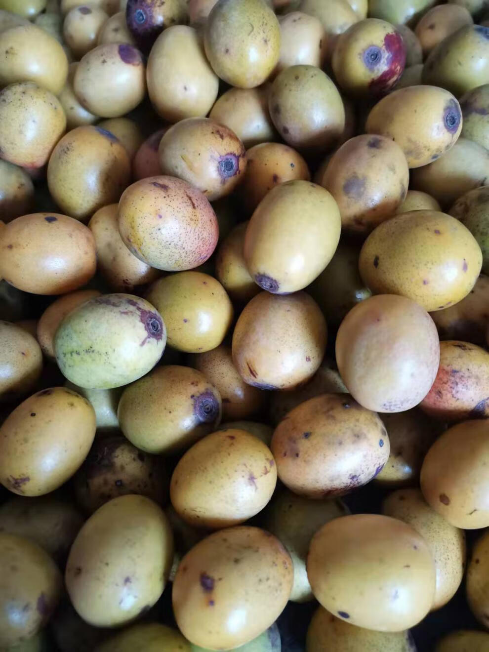 奢旺【产地直供】江西野生酸枣新鲜酸枣现摘现发南酸枣赣南五眼果鼻涕