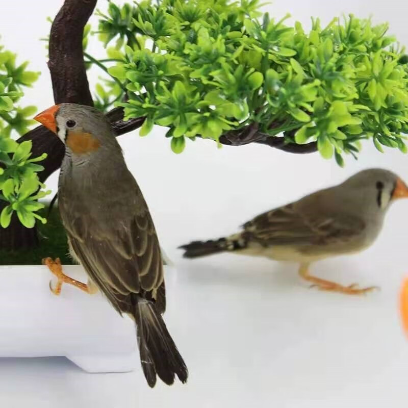 ajaj珍珠鸟活物小型珍珠幼鸟宠物鸟白文七彩鸟手养人公母可繁殖高彩一