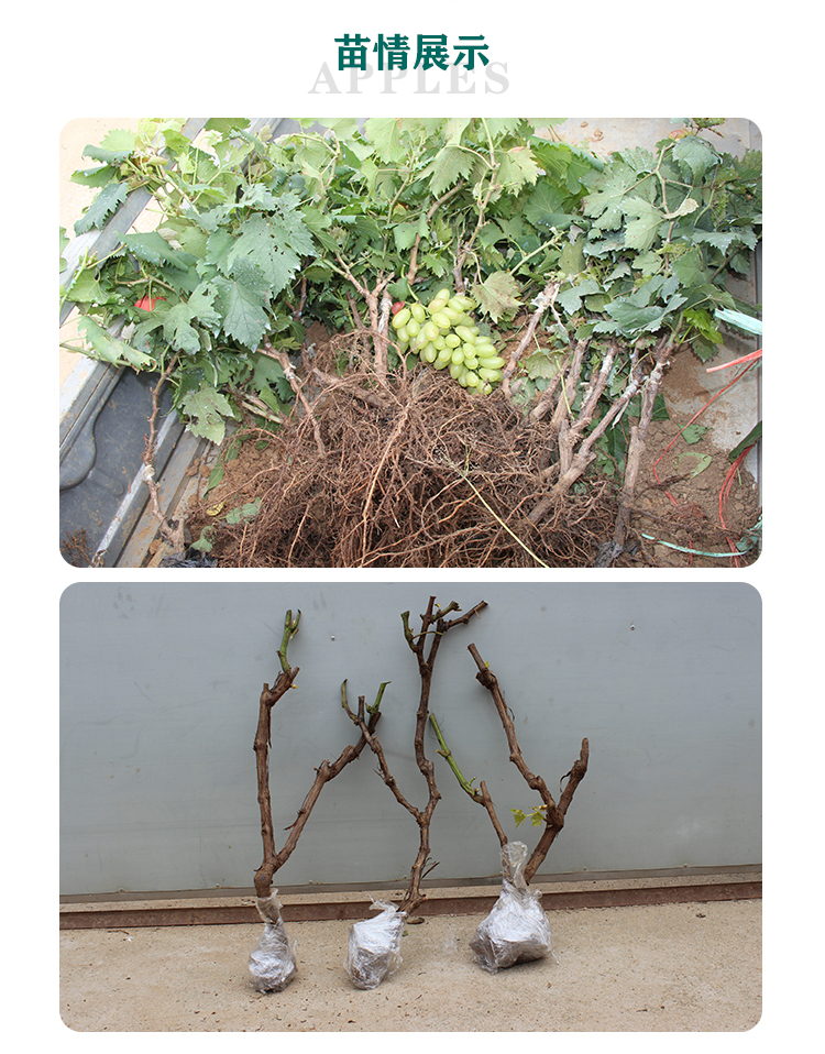 欧博 阳光玫瑰葡萄树苗蓝宝石无籽晴王香印盆栽地栽南北方种植当年