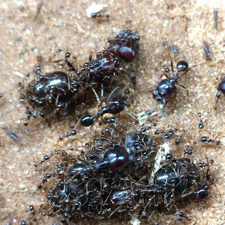 由子北方发货全异巨首蚁特化兵蚁凶猛团结好战 善于捕食的宠物蚂蚁 10