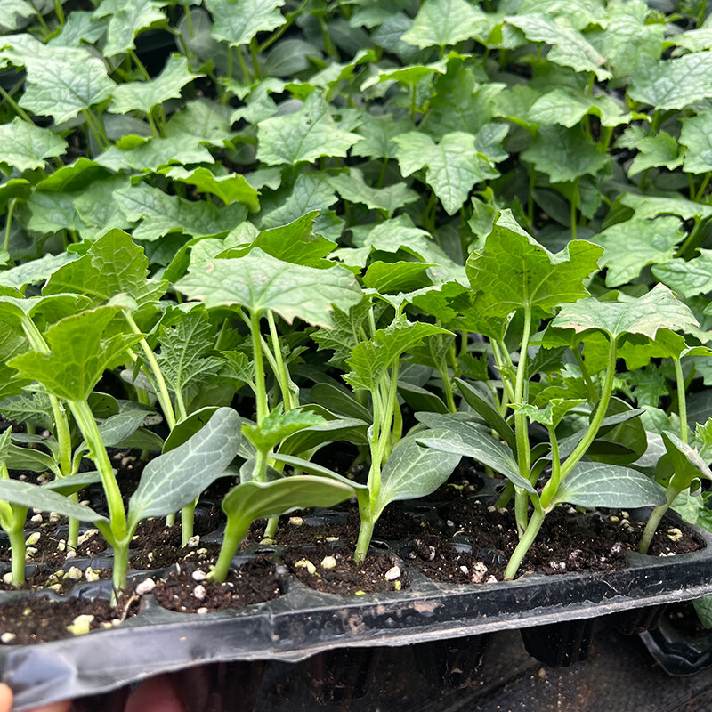 颜集卉丝瓜种子丝瓜苗蔬菜苗高产四季播春季长丝瓜苗肉丝瓜棱丝瓜种