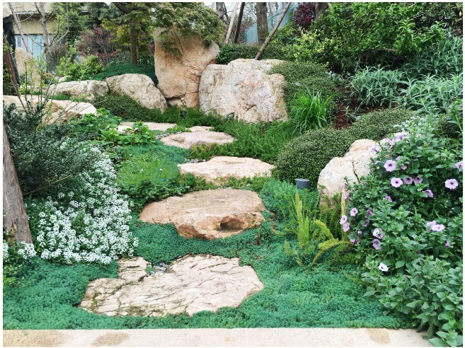 中华景天盆栽庭院阳台花镜地被植物四季常绿喜阳易养多肉绿植 中华景