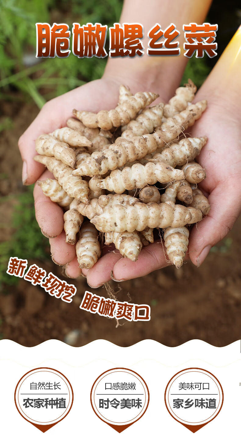螺丝菜新鲜宝塔菜地环地牯牛草石蚕地葫芦甘露腌泡菜咸菜食材 1000g