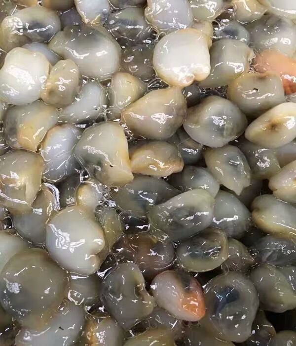 泥螺鲜活特大泥螺无沙新鲜泥螺生呛非醉泥螺腌制泥螺批发 斓维品 三斤