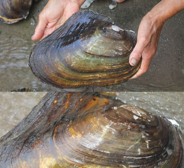 肉河蚌新鲜活体现杀去壳蚌肉冷鲜净肉 精品河蚌斧足肉(一斤装)【图片