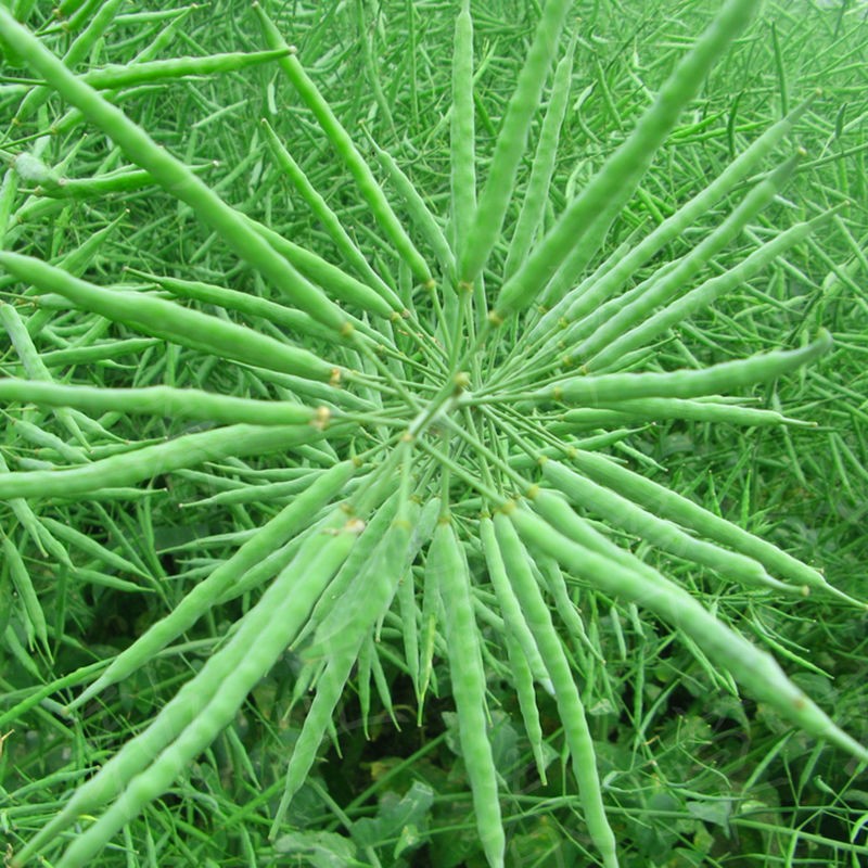 高产油菜籽种子高油矮杆抗病耐寒高产油油菜种子新品种美国油霸籽 秦