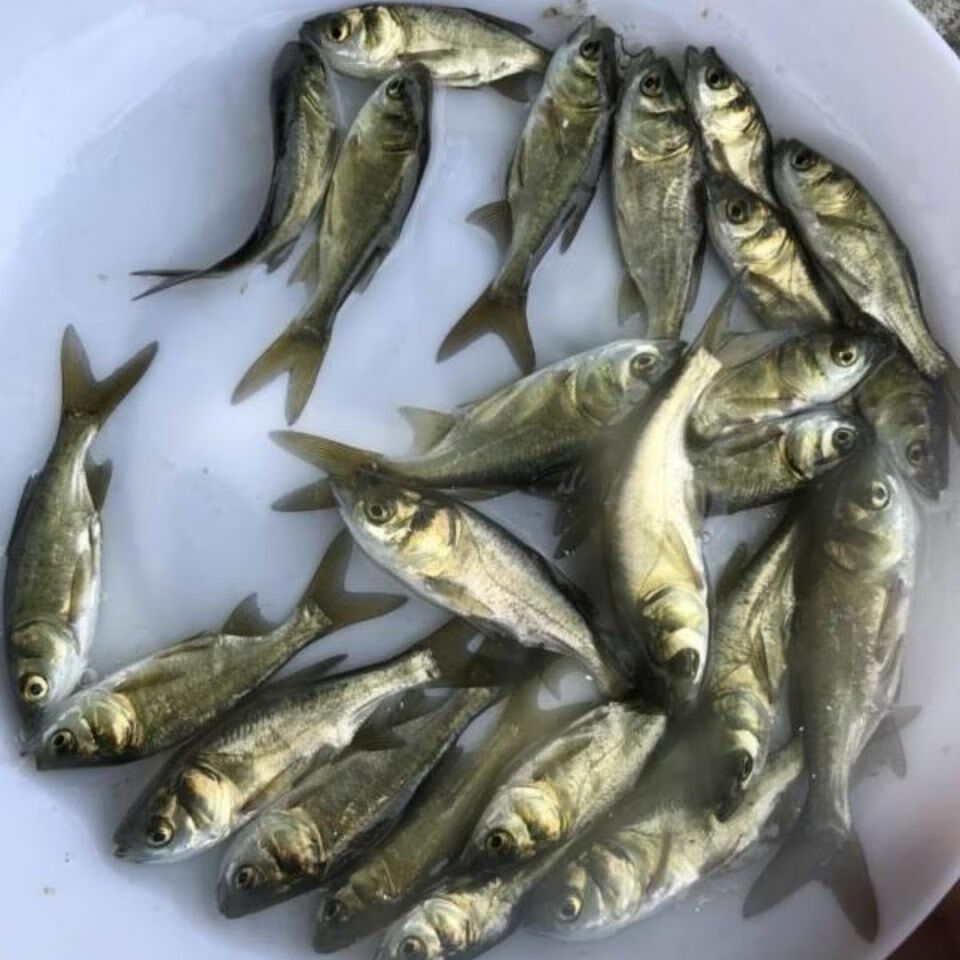 【】现苗花鲢鱼苗 大头鱼苗雄鱼苗 鳙鱼苗 胖头鱼苗 活体 白鲢7-10