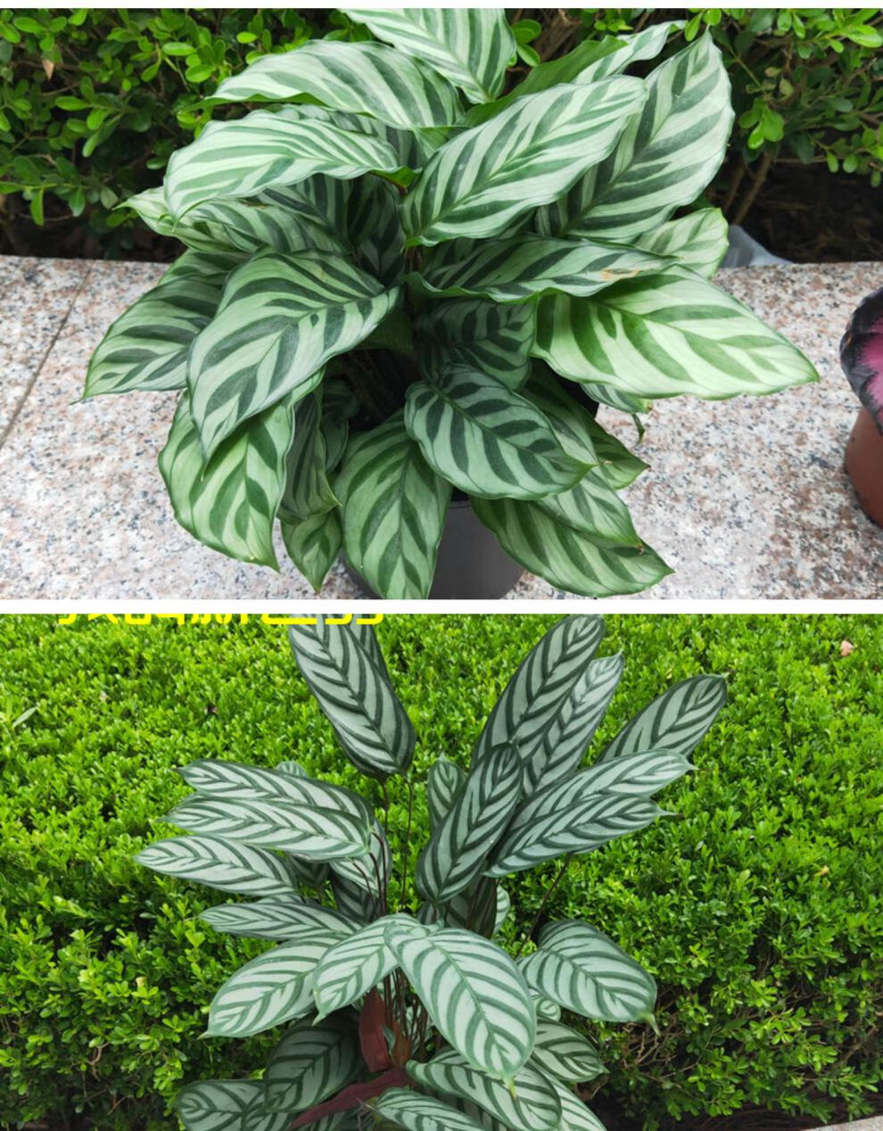 彩叶竹芋盆栽系列猫眼红蜻蜓飞羽美丽室内喜阴观叶植物孔雀竹芋不含盆