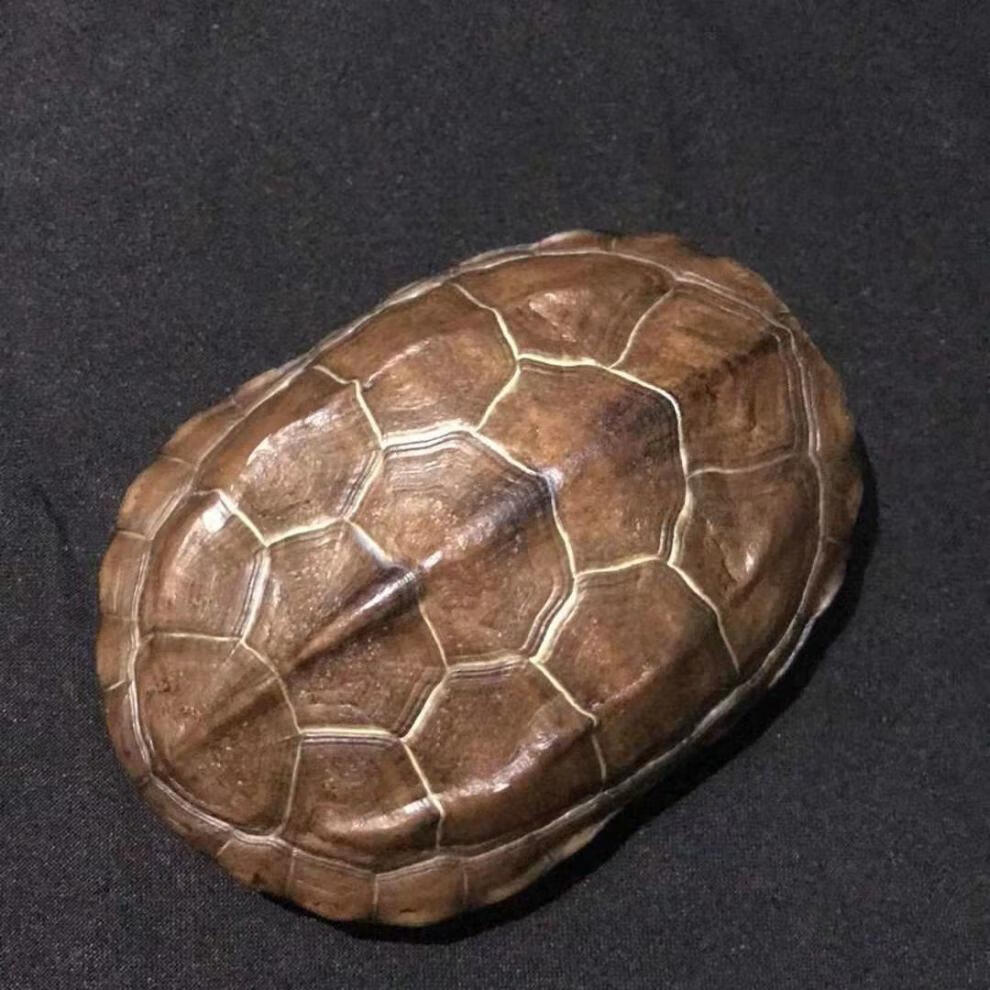 龟壳算卦真龟壳中华草龟甲卦摇卦六爻工具文玩手把件祈福法器摆件 背