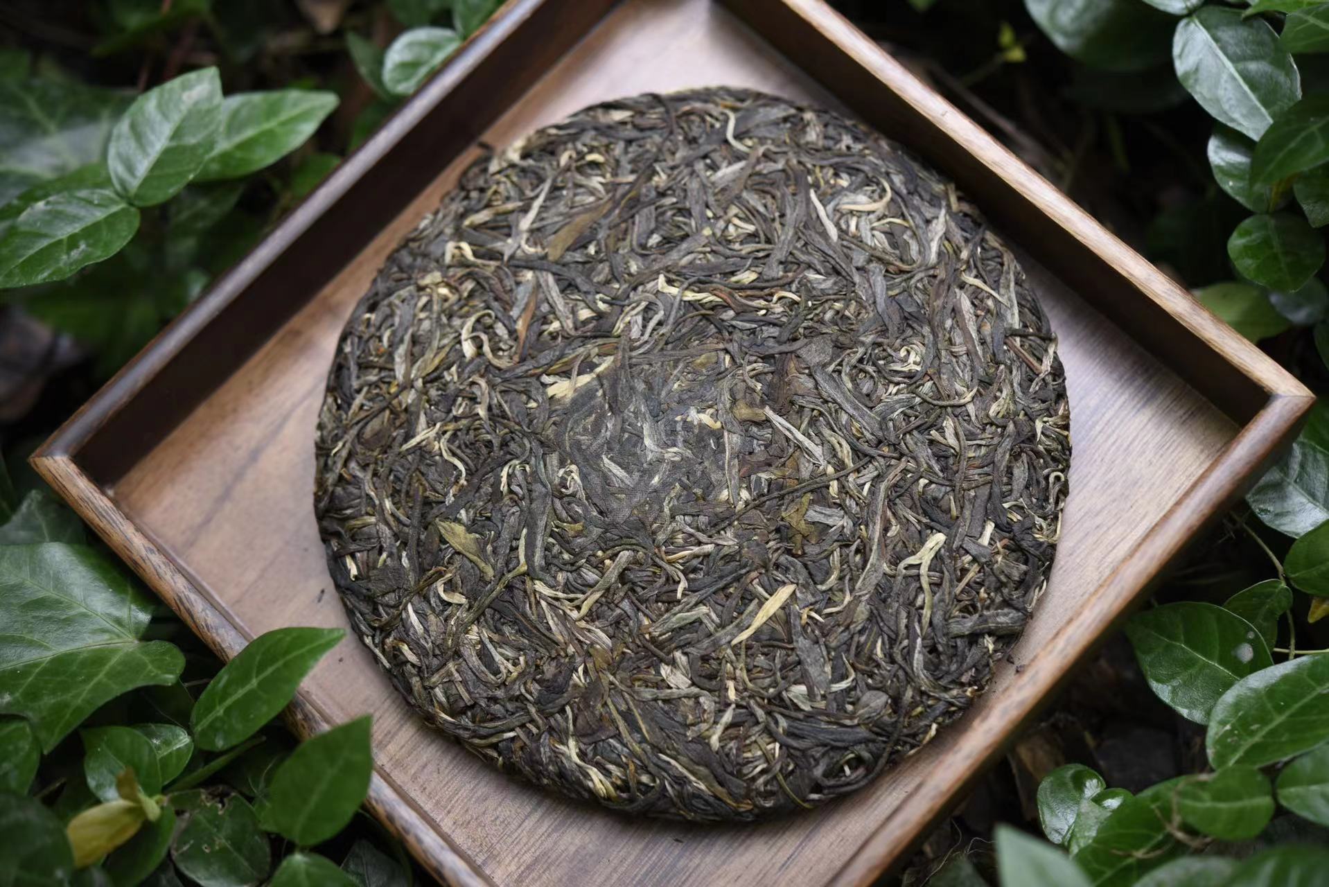 宓蝶 云南忙肺茶饼 357g 云南普耳年古树纯料头春忙肺普耳生茶饼茶