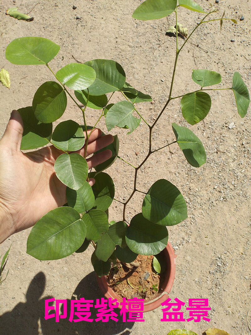 印度紫檀树苗盆景珍贵红木树檀香小叶紫檀树桩名贵盆栽绿植印度紫檀
