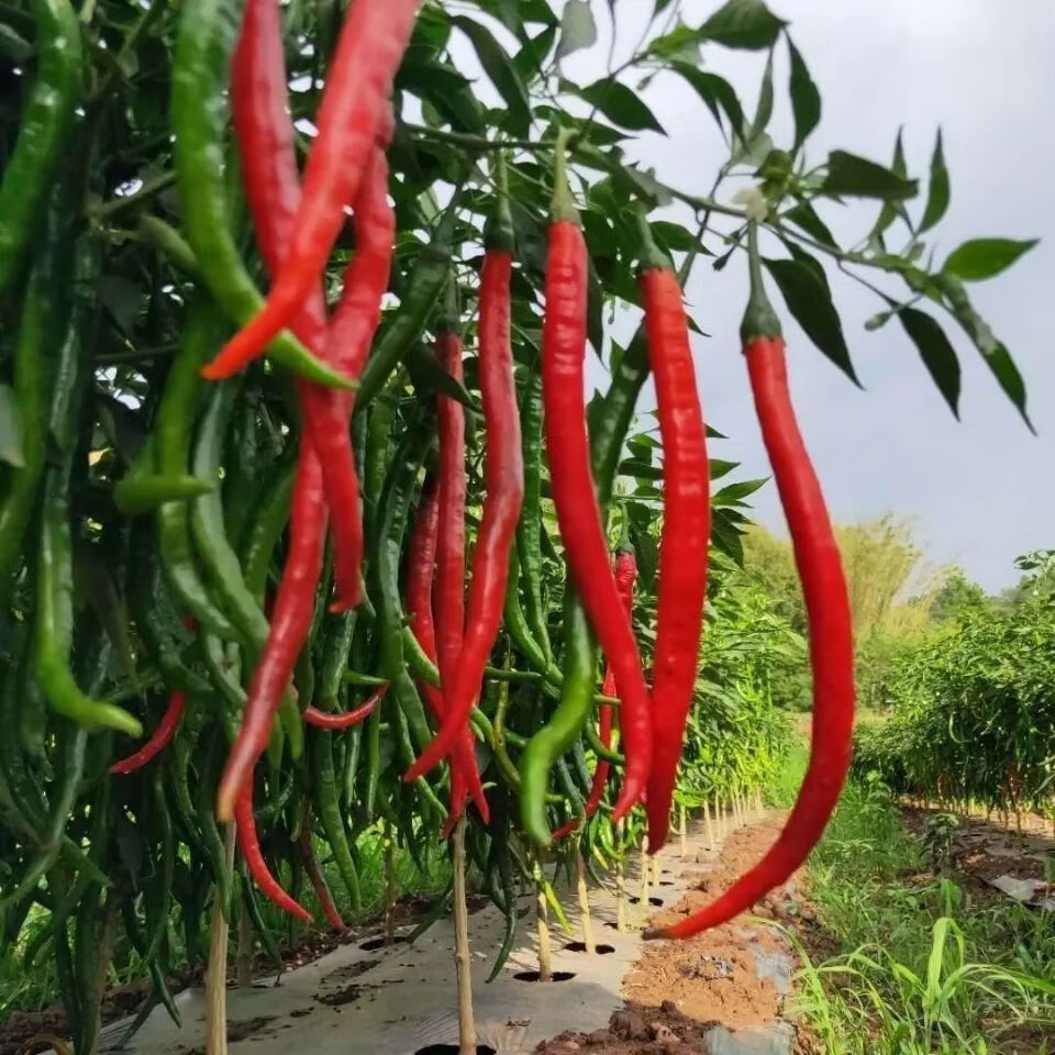现摘农家自种鲜二荆条红辣椒红线椒巨辣中辣当季线椒蔬菜青辣椒 青线
