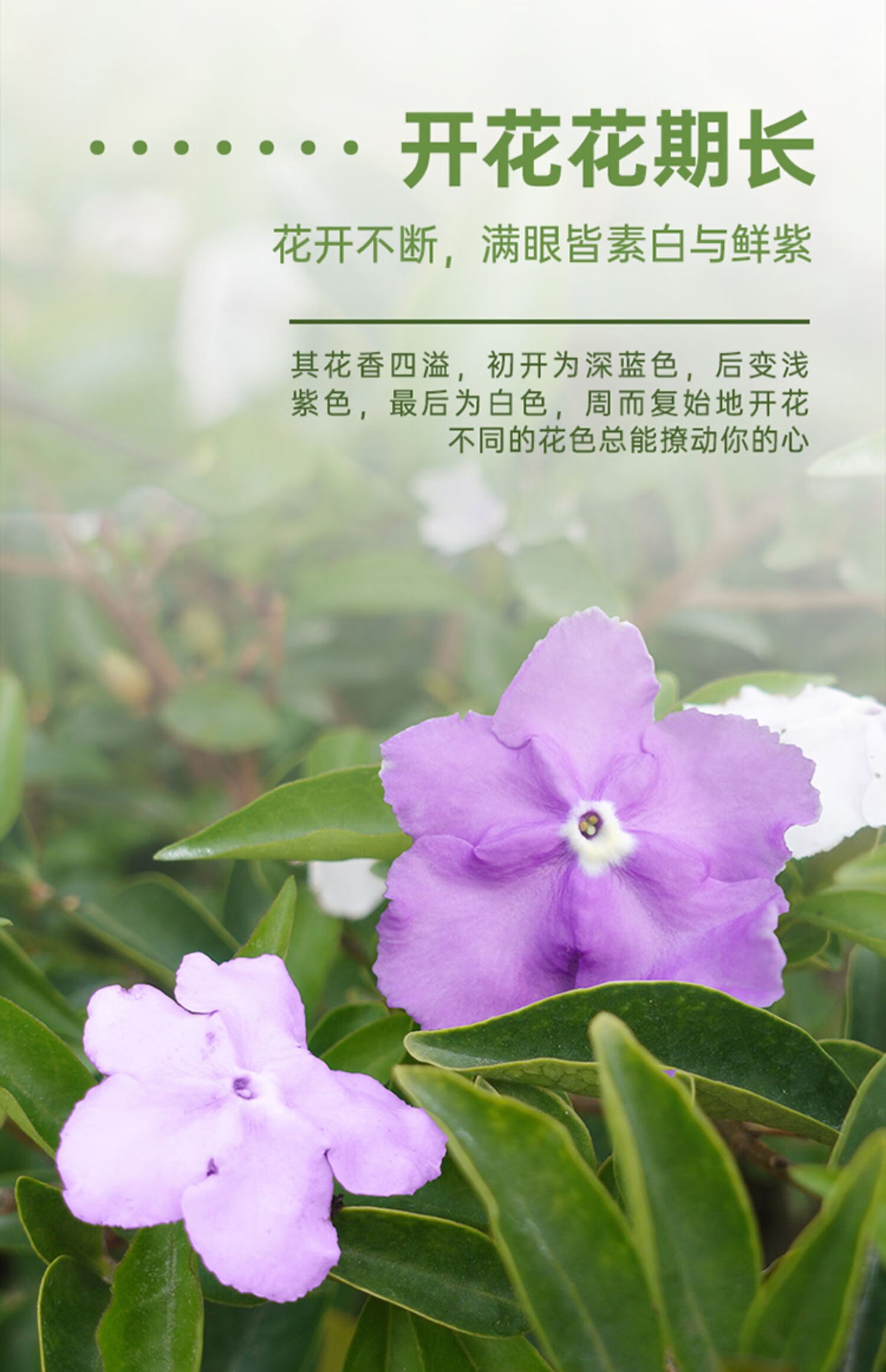 双色茉莉花苗盆栽鸳鸯茉莉花卉四季开花浓香阳台室内外绿植物好养s中