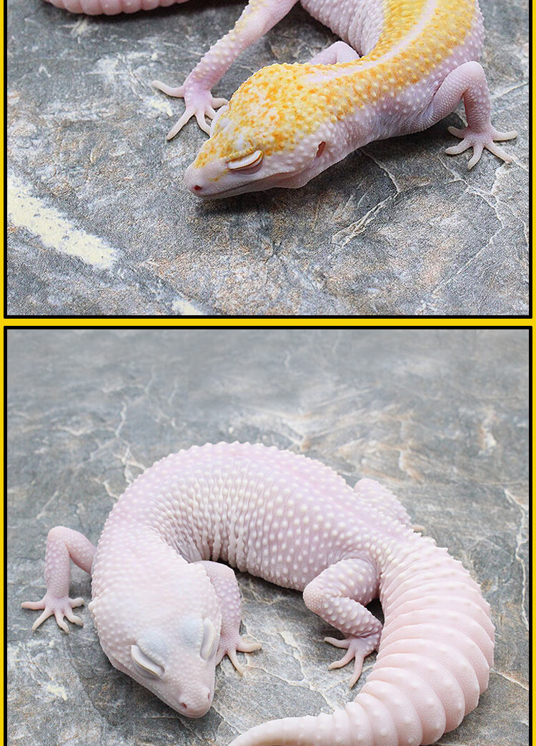 新手入门爬行宠物学生的宿舍小宠豹纹守宫宠物蜥蜴恶魔白酒银河朴彩