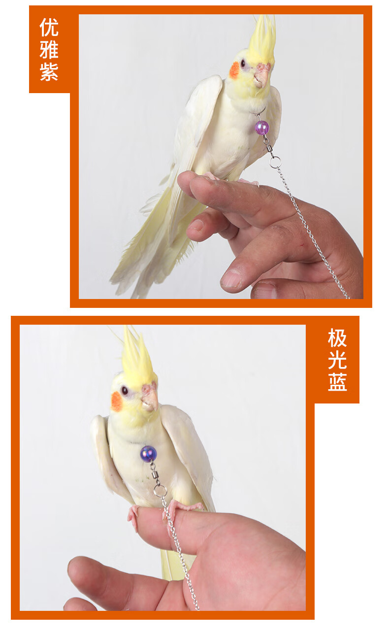 小型玄凤虎皮牡丹鹦鹉鸟脖套链子放飞绳铃铛不锈钢遛鸟活训练脖圈